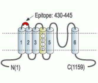 KCNH2/HERG (extracellular) Blocking Peptide