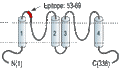 Anti-KCNK1 (TWIK-1) (extracellular) Antibody