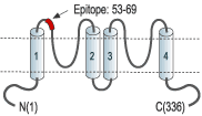 Anti-KCNK1 (TWIK-1) (extracellular) Antibody