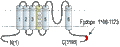 Anti-KCNH7 (erg3) Antibody