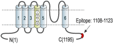 Anti-KCNH7 (erg3) Antibody