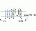 KCNH7/erg3 Blocking Peptide