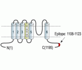 KCNH7/erg3 Blocking Peptide