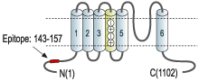 Anti-KV12.1 (KCNH8) Antibody