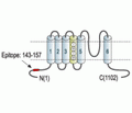Kv12.1/KCNH8 Blocking Peptide