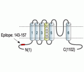 Kv12.1/KCNH8 Blocking Peptide