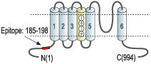 Anti-KCNH6 (erg2) Antibody