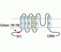 KCNH6/erg2 Blocking Peptide