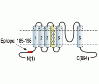 KCNH6/erg2 Blocking Peptide
