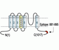 Kv12.3/KCNH4 Blocking Peptide