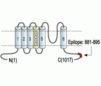 Kv12.3/KCNH4 Blocking Peptide