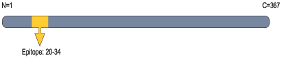 Anti-KVβ2 Antibody