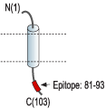 Anti-KCNE3 (MiRP2) Antibody