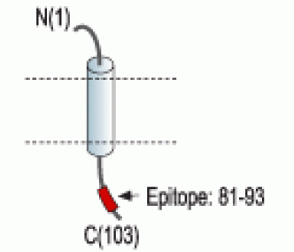 KCNE3/MiRP2 Blocking Peptide