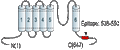 Anti-KV4.1 (KCND1) Antibody