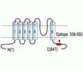 Kv4.1/KCND1 Blocking Peptide