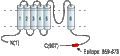 Anti-KV2.2 (KCNB2) Antibody