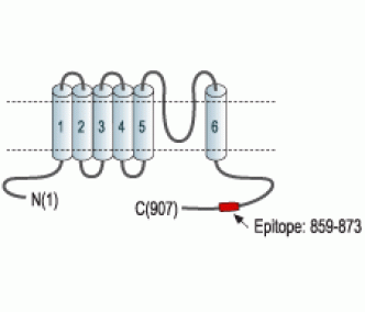 Kv2.2/KCNB2 Blocking Peptide