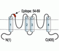 KCNK13/THIK-1 (extracellular) Blocking Peptide