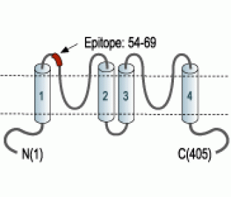 KCNK13/THIK-1 (extracellular) Blocking Peptide