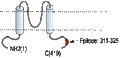 Anti-Kir5.1 Antibody