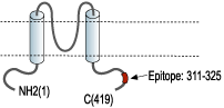 Anti-Kir5.1 Antibody