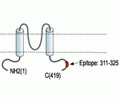Kir5.1 Blocking Peptide