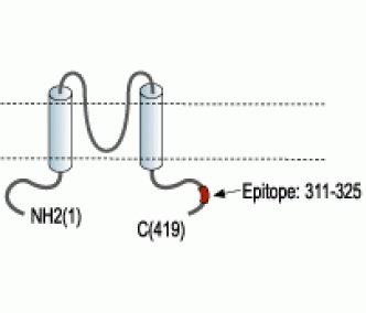 Kir5.1 Blocking Peptide