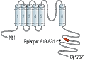 Anti-KCNT1 (Slack) Antibody