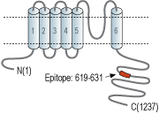 Anti-KCNT1 (Slack) Antibody
