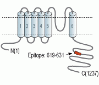 KCNT1/Slack Blocking Peptide