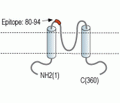 Kir7.1 (extracellular) Blocking Peptide