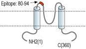 Anti-Kir7.1 (extracellular) Antibody