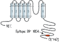 Anti-KCNT2 (Slick) Antibody