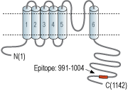 Anti-KCNT2 (Slick) Antibody