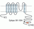 KCNT2/Slick Blocking Peptide