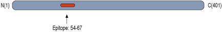 Anti-KVβ1 Antibody
