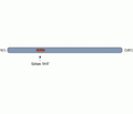 Kvβ1 Blocking Peptide