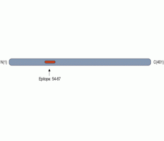 Kvβ1 Blocking Peptide