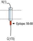 Anti-KCNE4 (MiRP3) Antibody