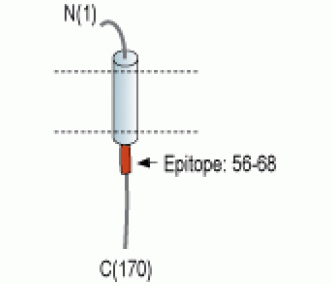 KCNE4/MiRP3 Blocking Peptide