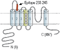 Anti-KCNS1 (KV9.1) (extracellular) Antibody