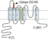 Anti-KCNS1 (KV9.1) (extracellular) Antibody