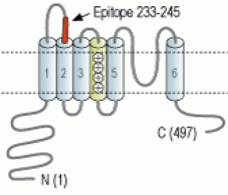 KCNS1/Kv9.1 (extracellular) Blocking Peptide
