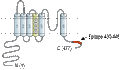Anti-KCNS2 (KV9.2) Antibody