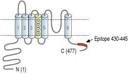 Anti-KCNS2 (KV9.2) Antibody