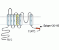 KCNS2/Kv9.2 Blocking Peptide