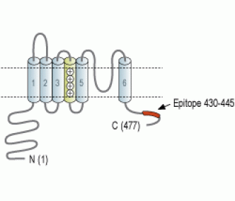 KCNS2/Kv9.2 Blocking Peptide