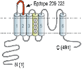 Anti-KCNS3 (KV9.3) (extracellular) Antibody