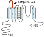 Anti-KCNS3 (KV9.3) (extracellular) Antibody